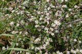 Cotoneaster oliganthus. Цветущие ветви. Узбекистан, Кашкадарьинская обл., Китабский р-н, перевал Тахтакарача, 1650 м н.у.м. 31 мая 2013 г.