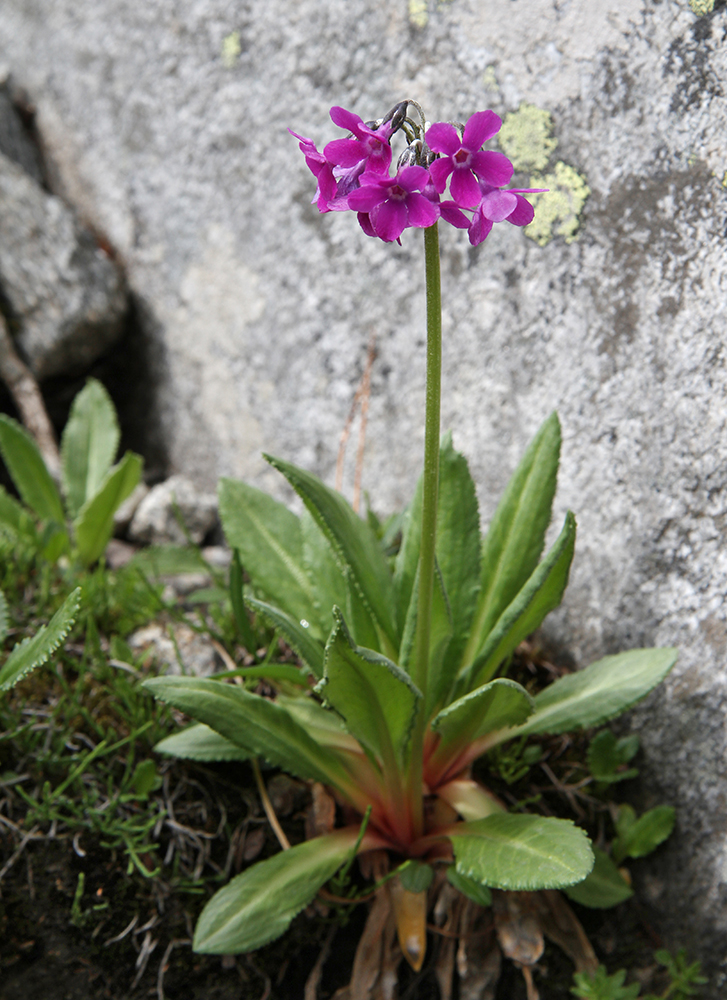 Изображение особи Primula nivalis.