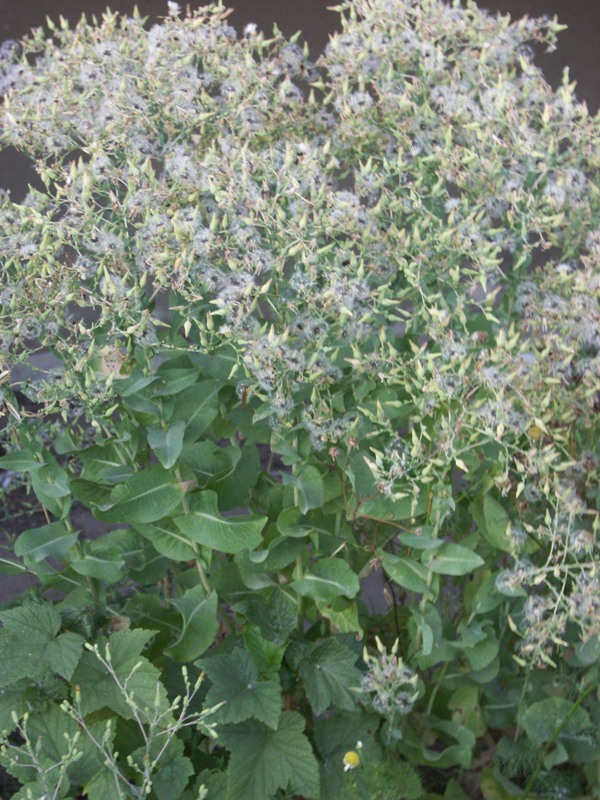Image of Lactuca sativa specimen.