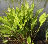 Alisma orientale