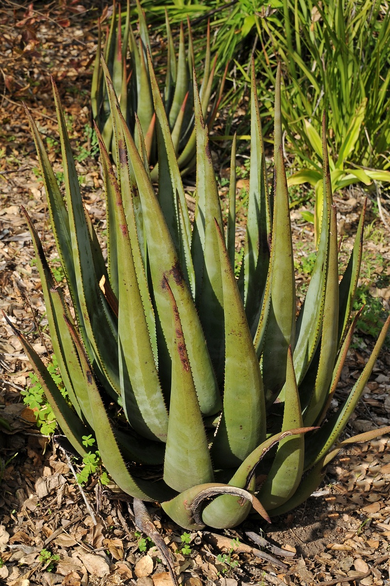 Изображение особи Aloe wickensii.