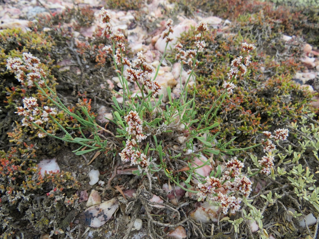 Изображение особи Limonium suffruticosum.