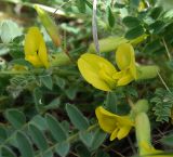 Astragalus henningii