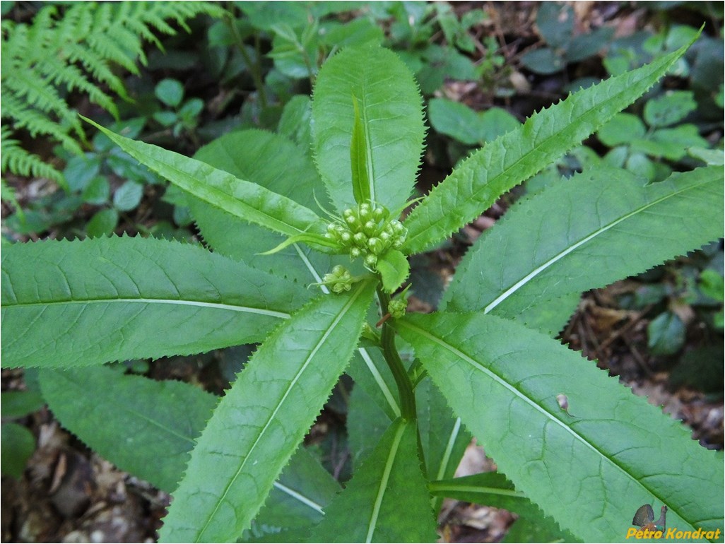 Image of Senecio nemorensis specimen.