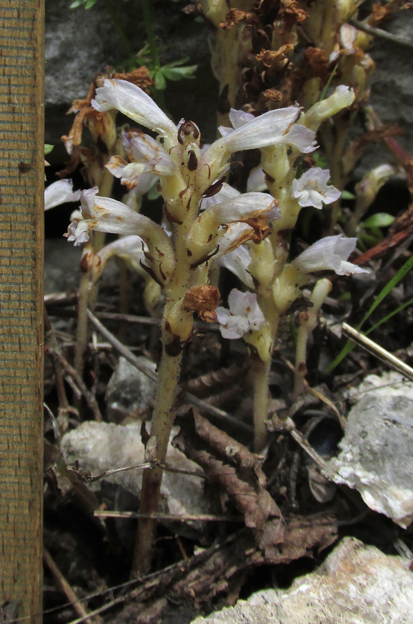 Image of genus Phelipanche specimen.