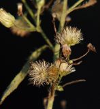 Conyza canadensis. Соплодия. Ленинградская обл., Всеволожский р-н, окр. пос. Мурино, железнодорожная станция Девяткино. 10.10.2009.