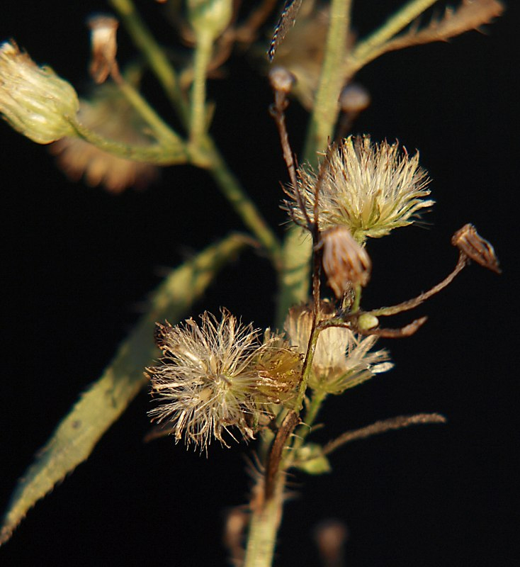 Image of Conyza canadensis specimen.