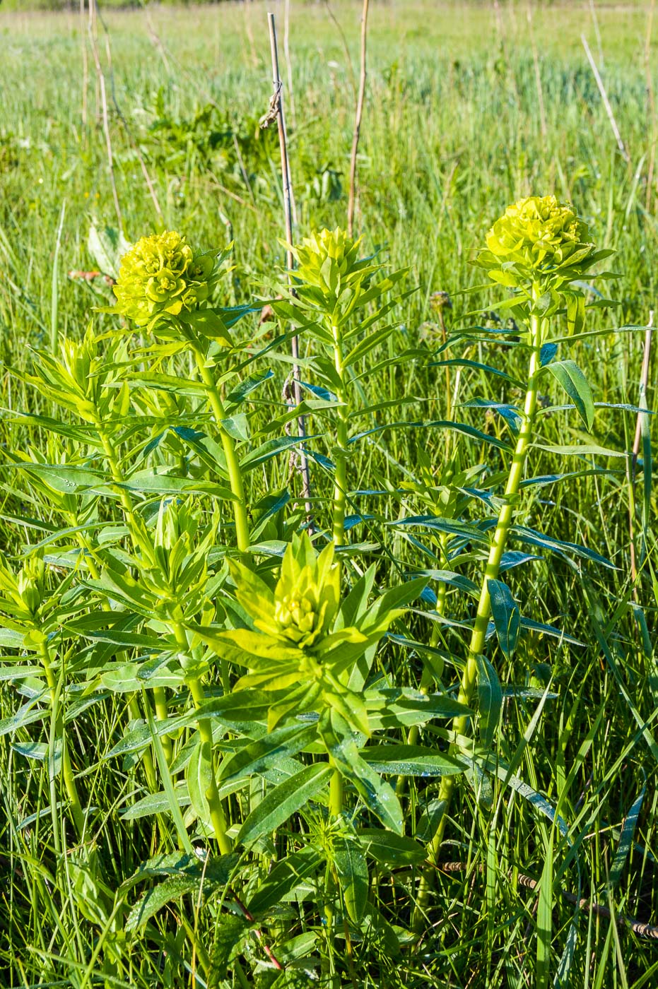 Изображение особи Euphorbia semivillosa.