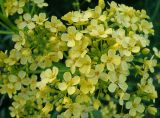 Bunias orientalis