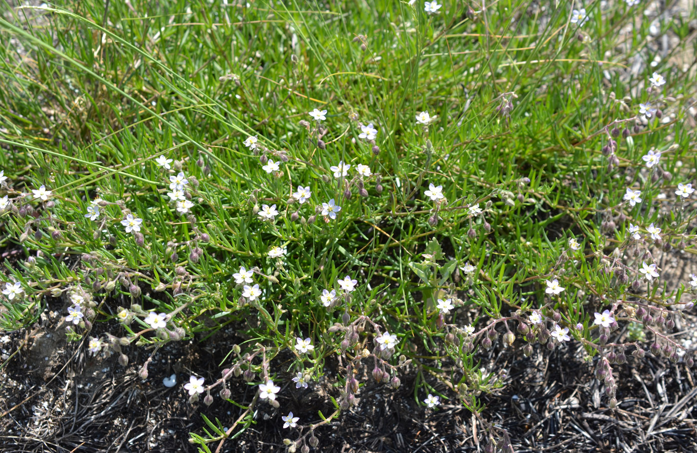 Image of genus Spergularia specimen.