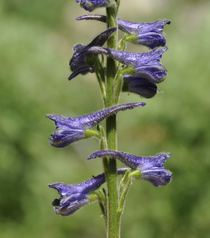 Image of Delphinium fissum specimen.