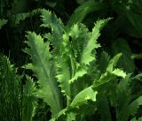 Papaver somniferum