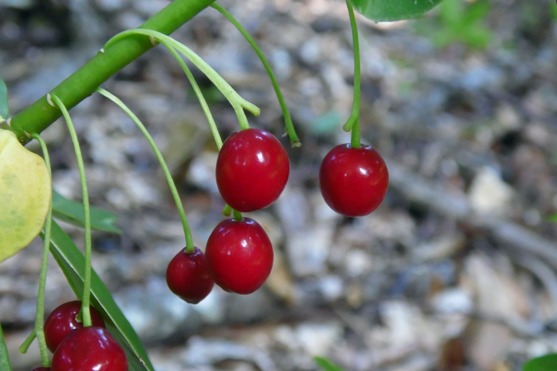 Image of Daphne albowiana specimen.