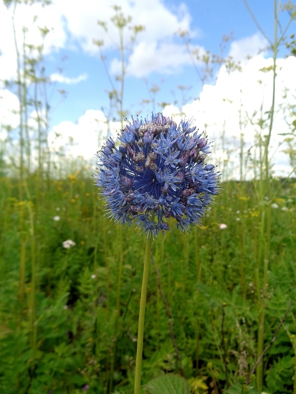 Изображение особи Allium caeruleum.