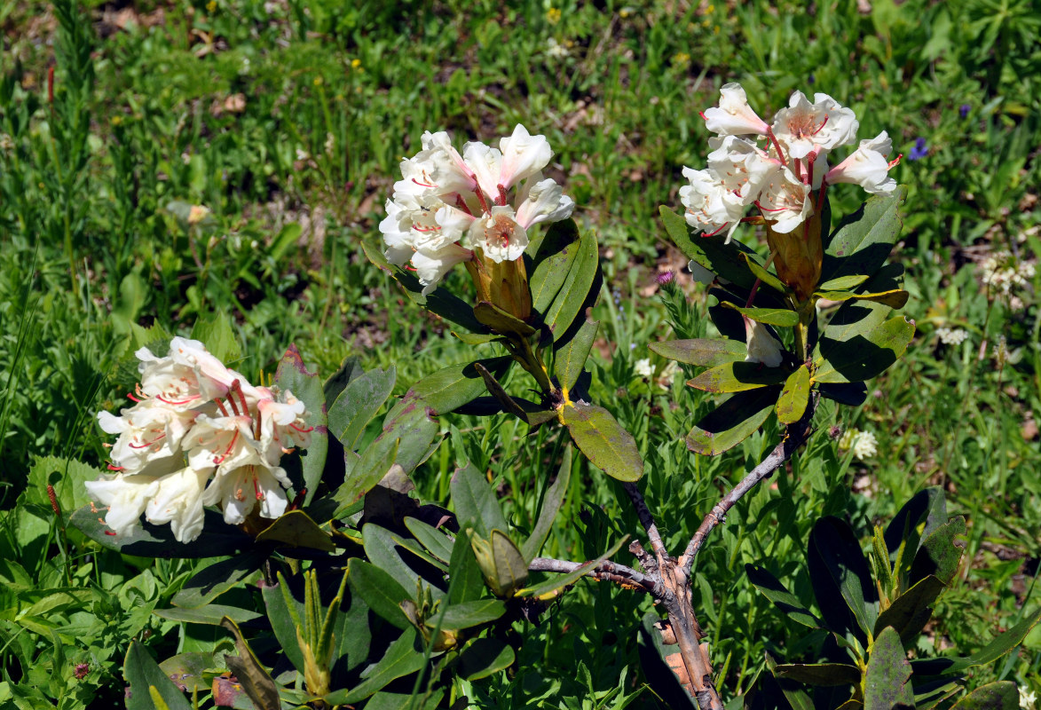 Image of Rhododendron caucasicum specimen.