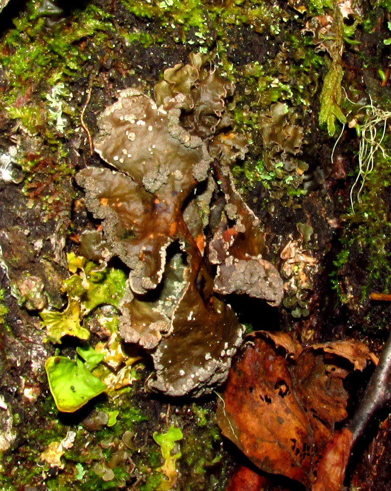Image of Sticta limbata specimen.