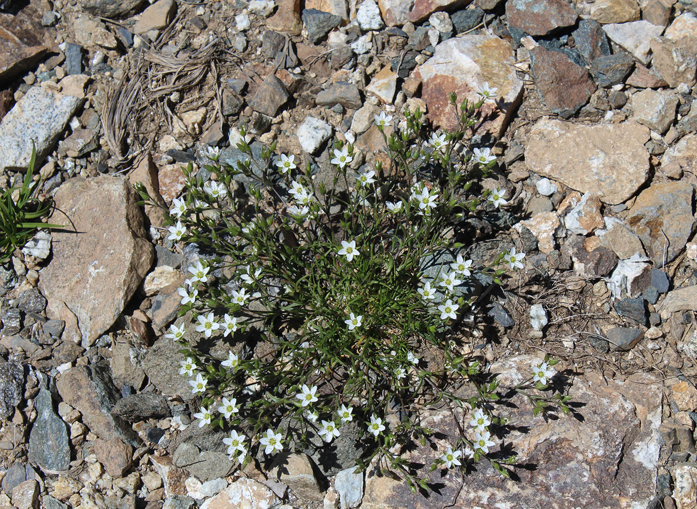 Image of Minuartia oreina specimen.