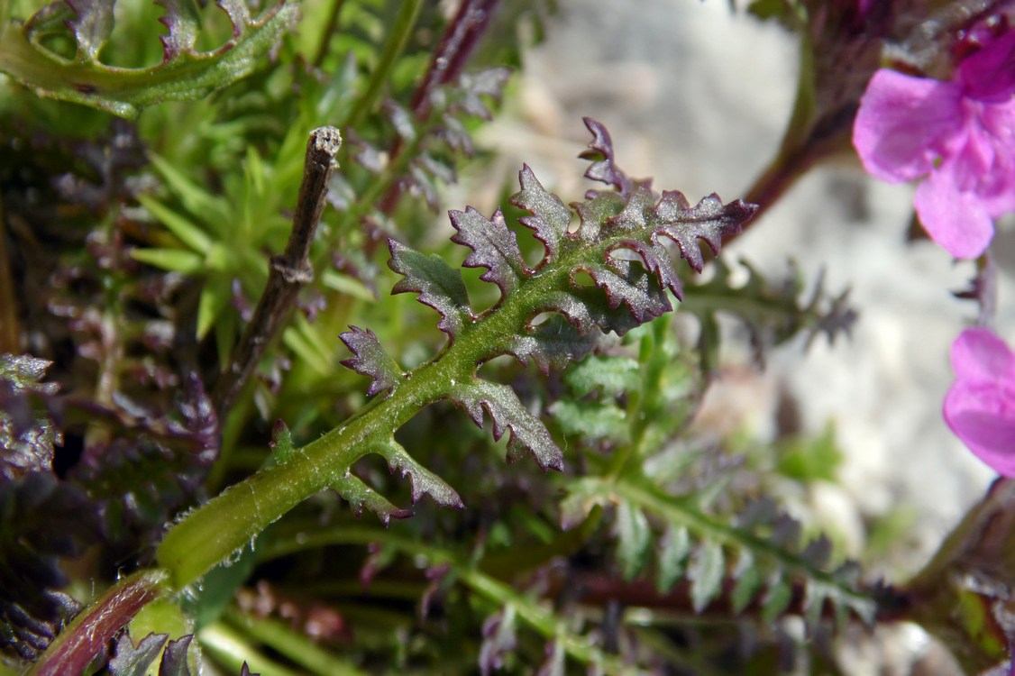 Изображение особи Pedicularis caucasica.