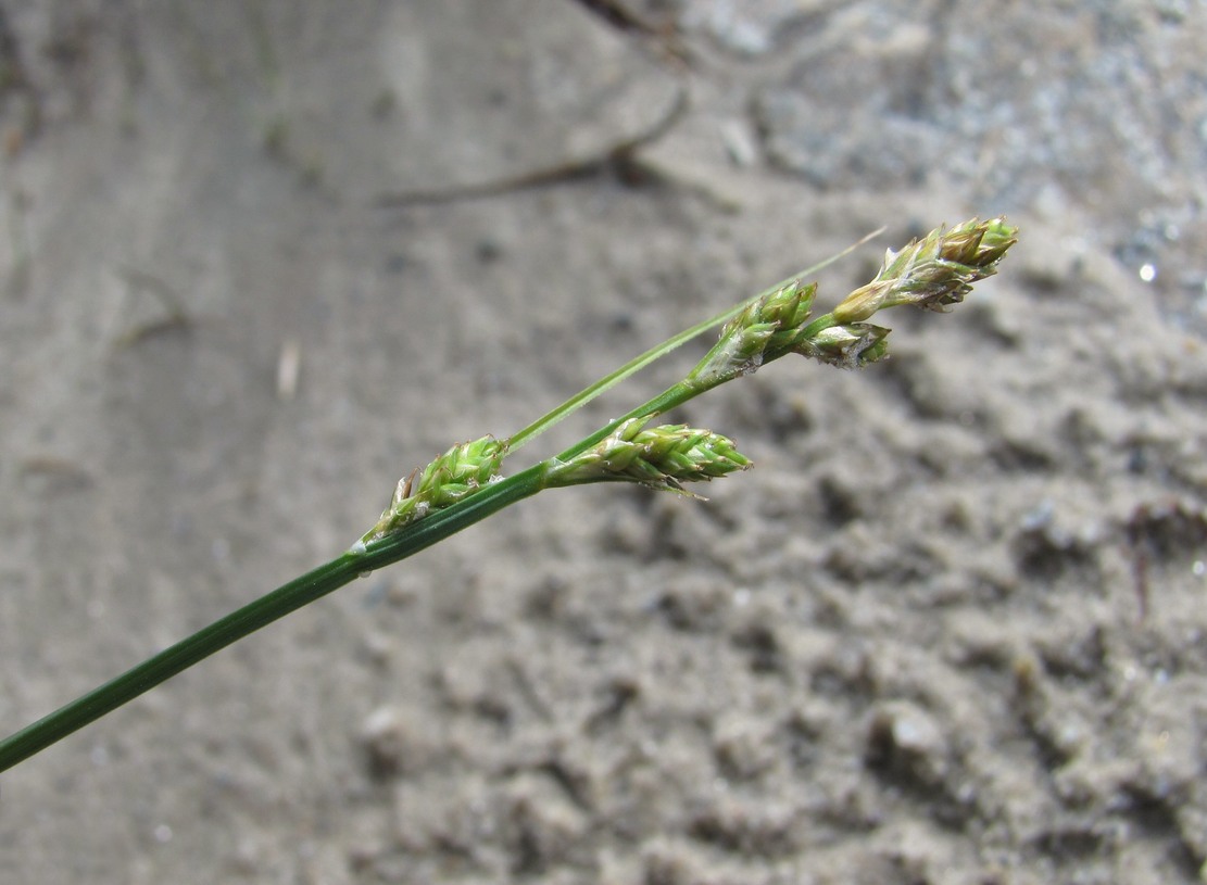 Изображение особи Carex canescens.