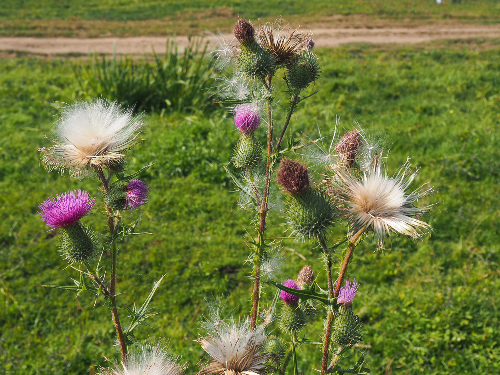 Изображение особи Cirsium vulgare.