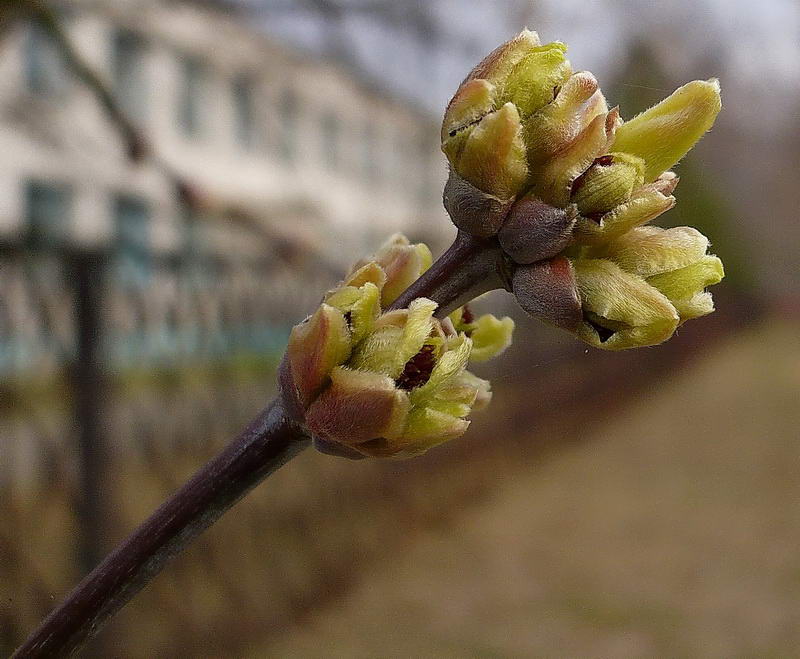 Image of Acer negundo specimen.