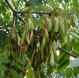Fraxinus excelsior. Часть ветви с соплодиями. Краснодарский край, г. Краснодар, территория лечебного заведения, в озеленении. 11.09.2017.