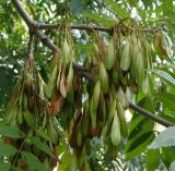 Fraxinus excelsior