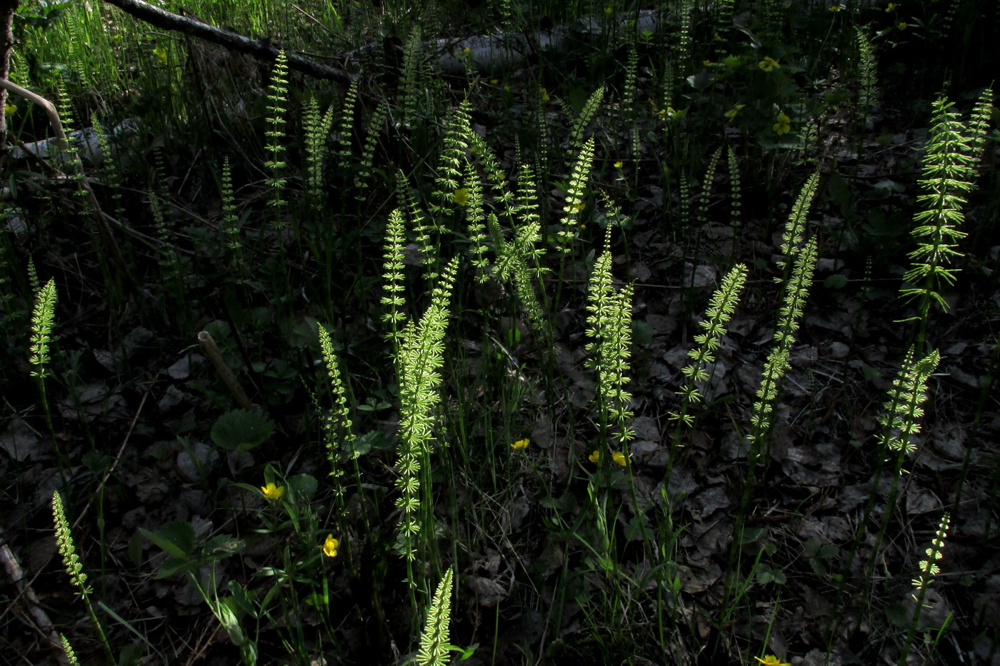 Image of Equisetum pratense specimen.