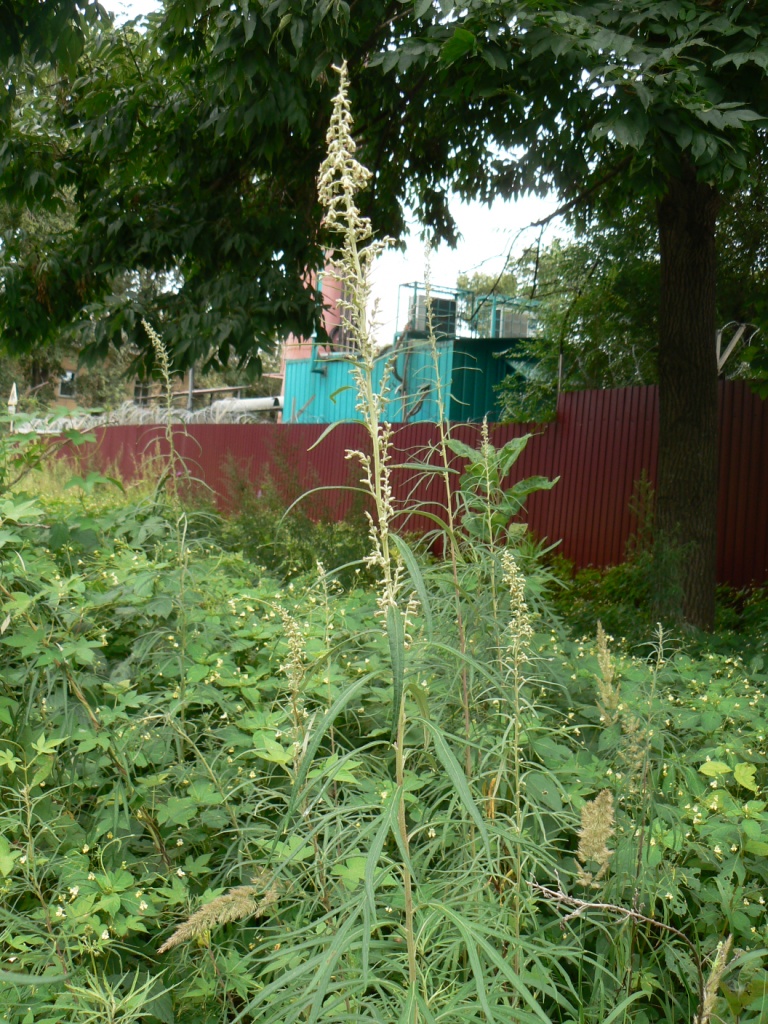 Изображение особи Artemisia selengensis.