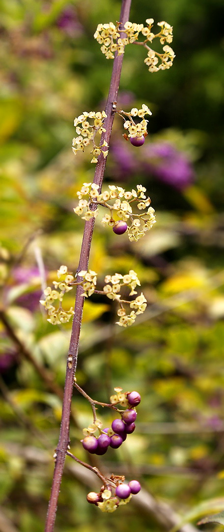 Изображение особи род Callicarpa.