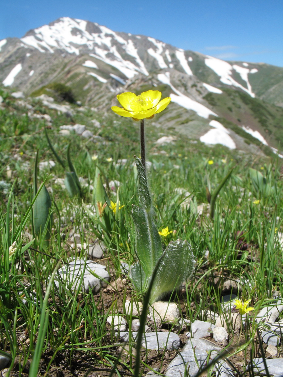 Изображение особи Ranunculus paucidentatus.