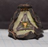 Image of taxon representative. Author is Татьяна Мальчинская