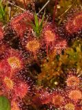 Drosera rotundifolia. Листья плодоносящего растения на сфагнуме. Магаданская обл., г. Магадан, окр. мкр-на Автодром, заболоченный участок на пологом склоне сопки. 03.08.2016.