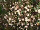 Symphyotrichum novi-belgii