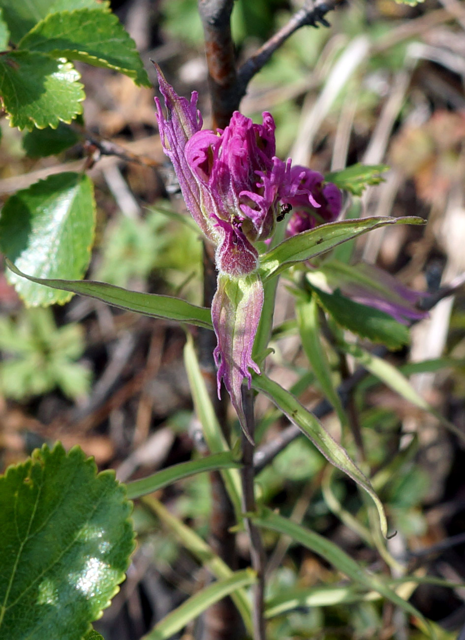 Изображение особи Castilleja rubra.