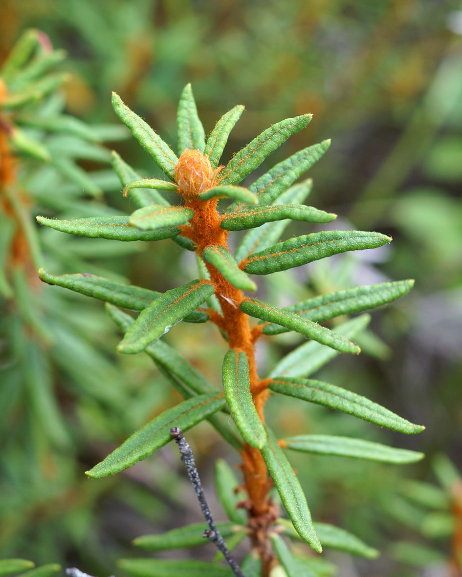 Image of Ledum decumbens specimen.