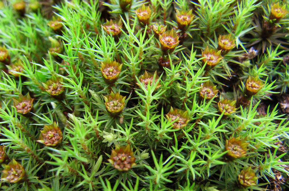 Изображение особи Polytrichum juniperinum.