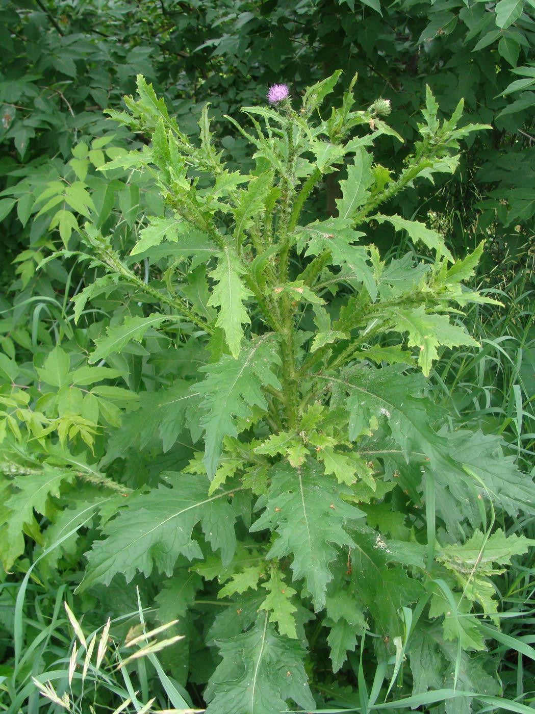 Image of Carduus crispus specimen.