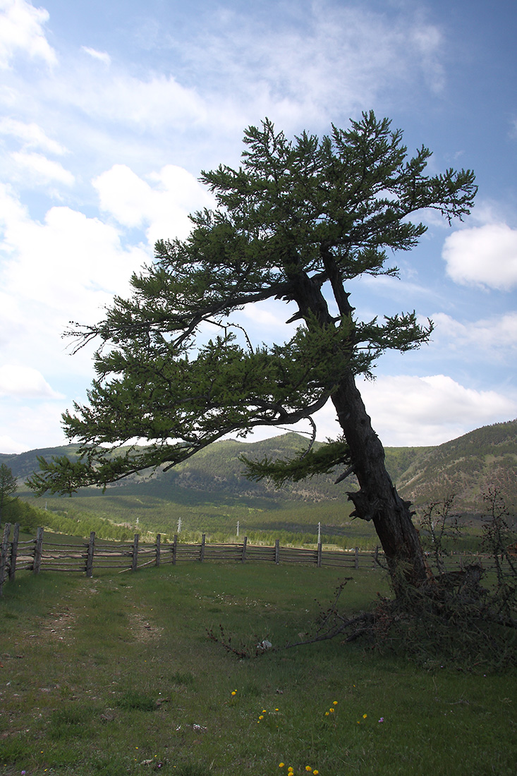 Image of Larix sibirica specimen.