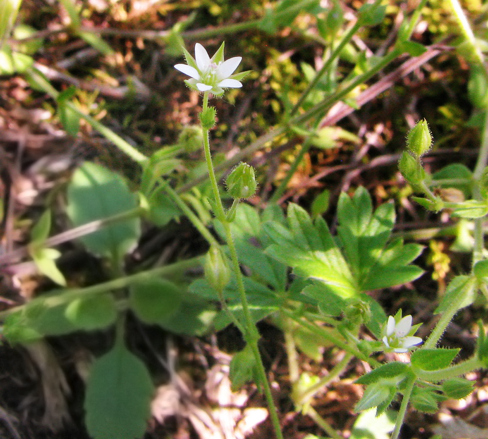 Изображение особи Arenaria uralensis.