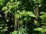 Catalpa bignonioides