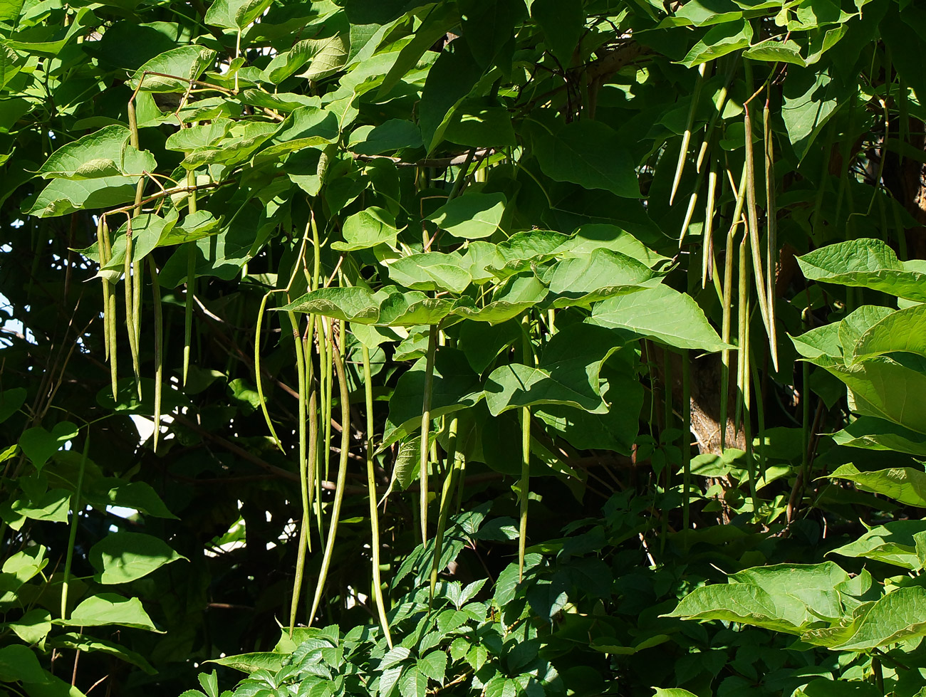 Изображение особи Catalpa bignonioides.