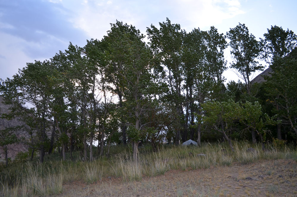 Image of Populus talassica specimen.