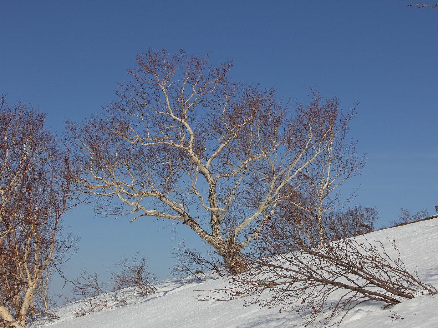 Изображение особи Betula lanata.