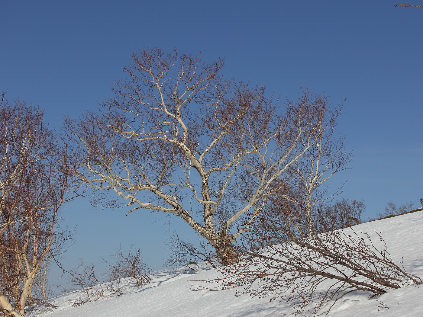 Image of Betula lanata specimen.