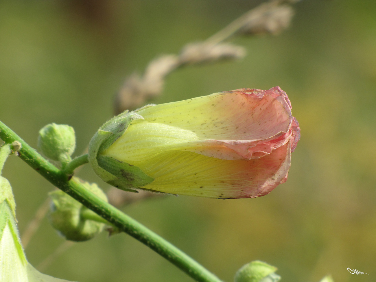 Image of Alcea &times; nadezhdae specimen.