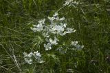 Anemonastrum fasciculatum