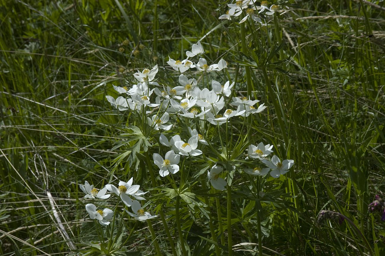 Изображение особи Anemonastrum fasciculatum.