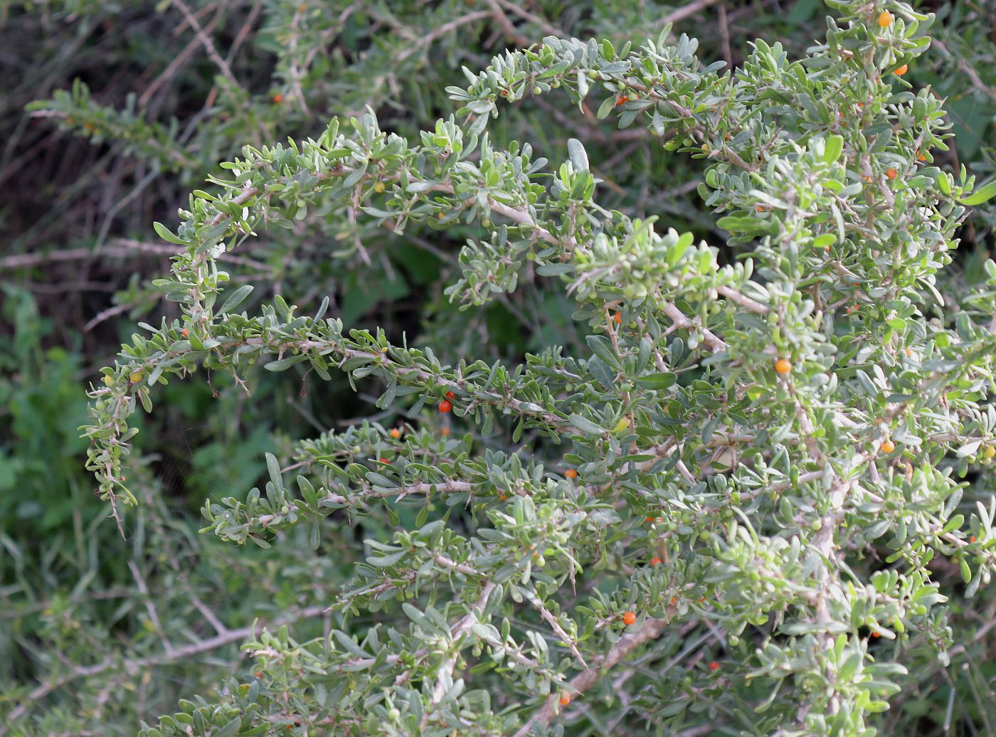Image of Lycium europaeum specimen.
