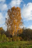 Betula pendula